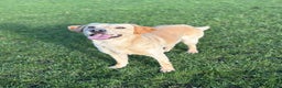 Labrador Retriever dogs for sale: Brockwell Gundogs  - Advert 10