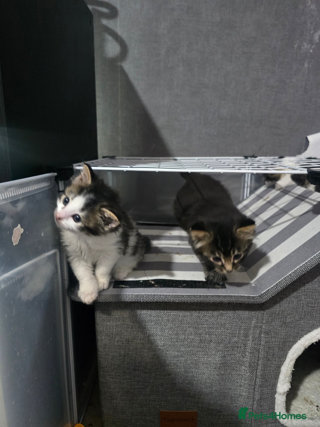 Mixed Breed cats for sale: Beautiful Kittens looking for forever homes - Advert 6