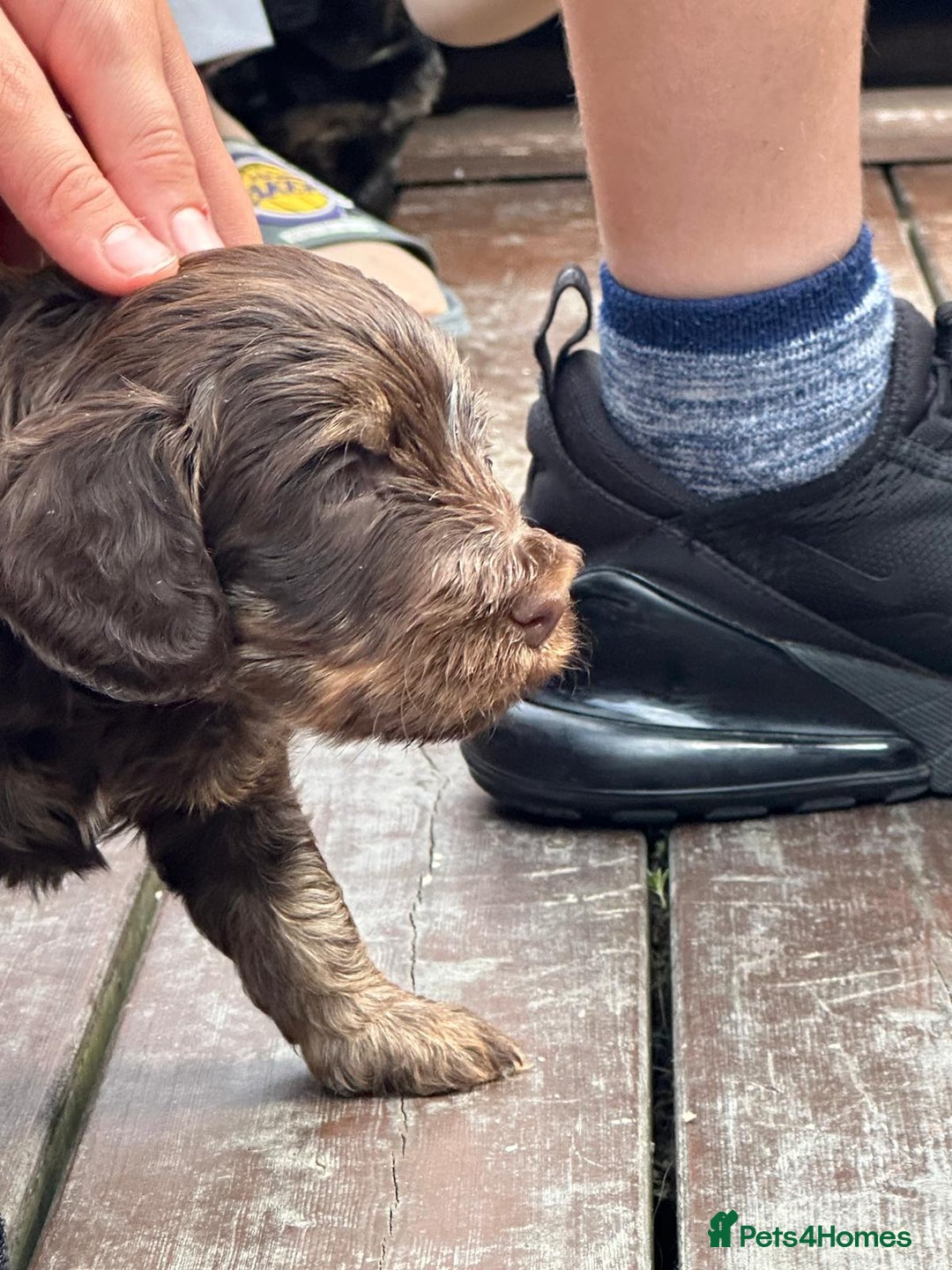 Cockapoo dogs for sale: Stunning cockapoo puppies  - Image 20