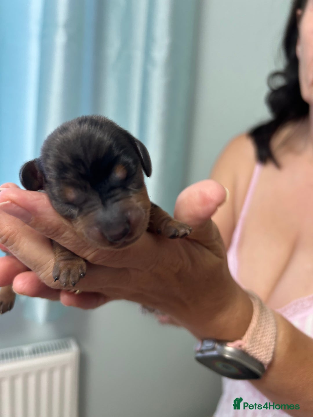 Miniature Dachshund dogs for sale: Six beautiful miniature Dachshunds - Image 4