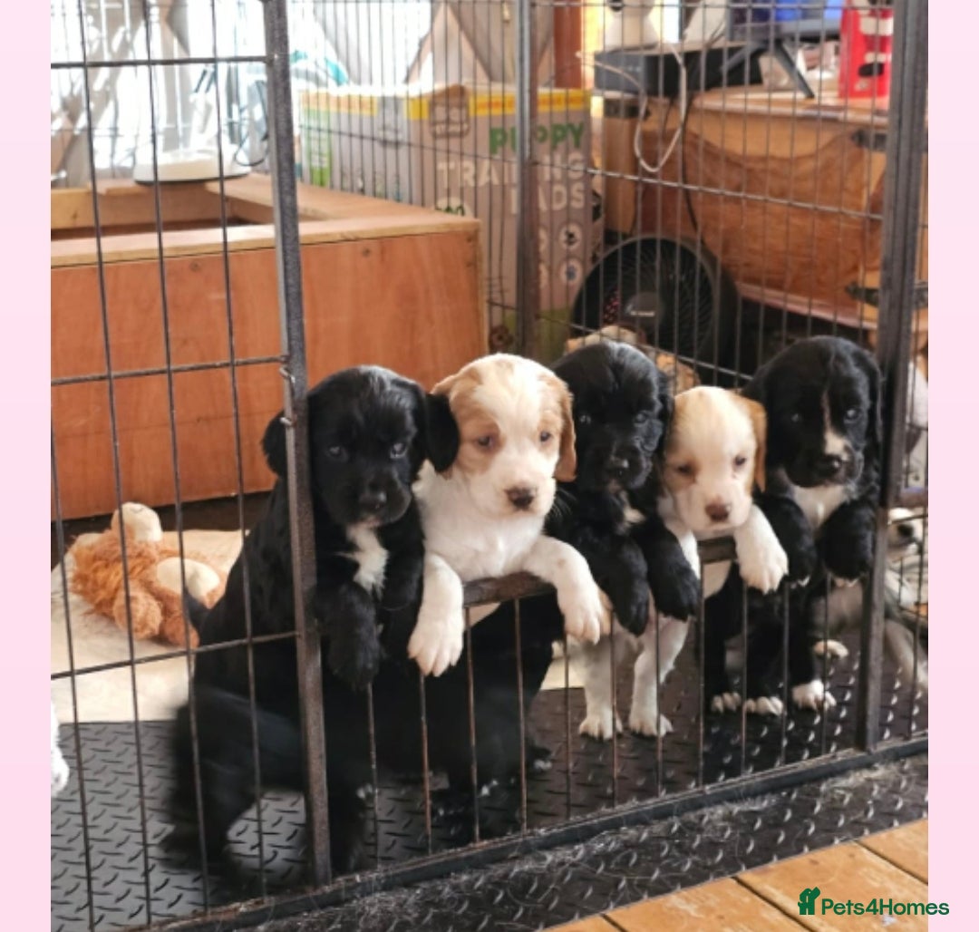 Sprocker dogs for sale: Sprocker Spaniel Puppies - Advert 2