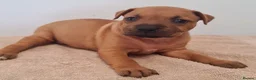 Staffordshire Bull Terrier dogs for sale: Red staffy puppys  - Advert 17