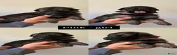 German Shepherd dogs for sale: German shepherd puppies in Sheffield - Advert 22