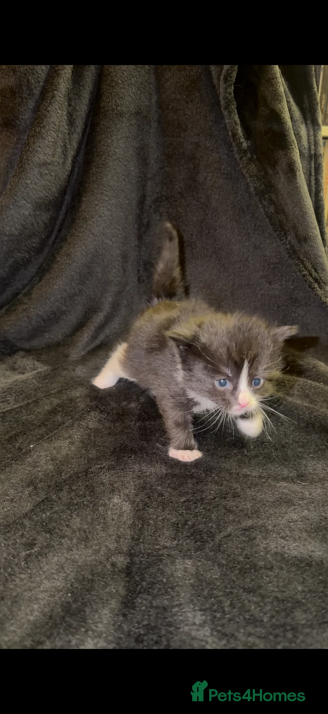 Maine Coon cats for sale: Maine Coon X Kittens - Advert 10