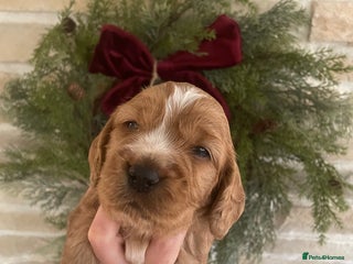 Cocker Spaniel dogs Lovely natured spaniel puppies - Advert 10