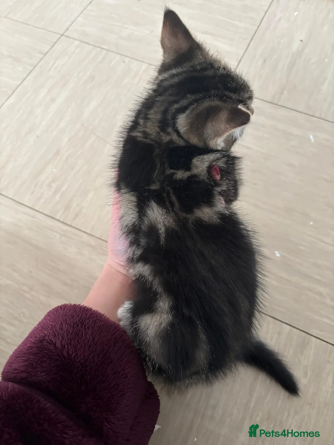 Domestic Shorthair cats for sale: One male, one female  - Advert 5
