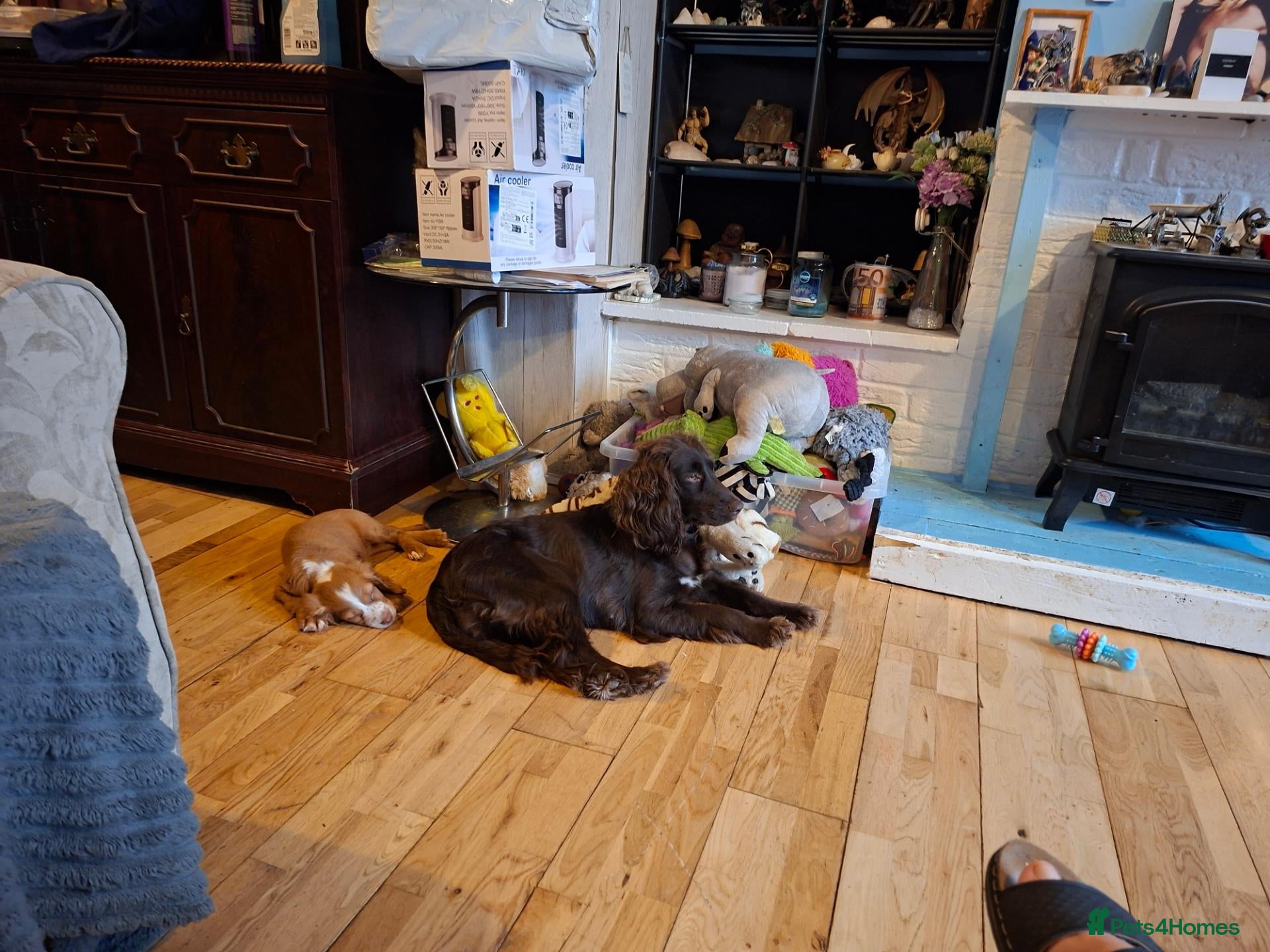 Cocker Spaniel dogs for sale: Beautiful cocker spaniel puppies  - Advert 2