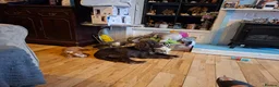 Cocker Spaniel dogs for sale: Beautiful cocker spaniel puppies  in Gloucester - Advert 1