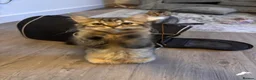Mixed Breed cats for sale: URGENT GIRL NEED GOOD REHOMING in Bromley - Advert 7