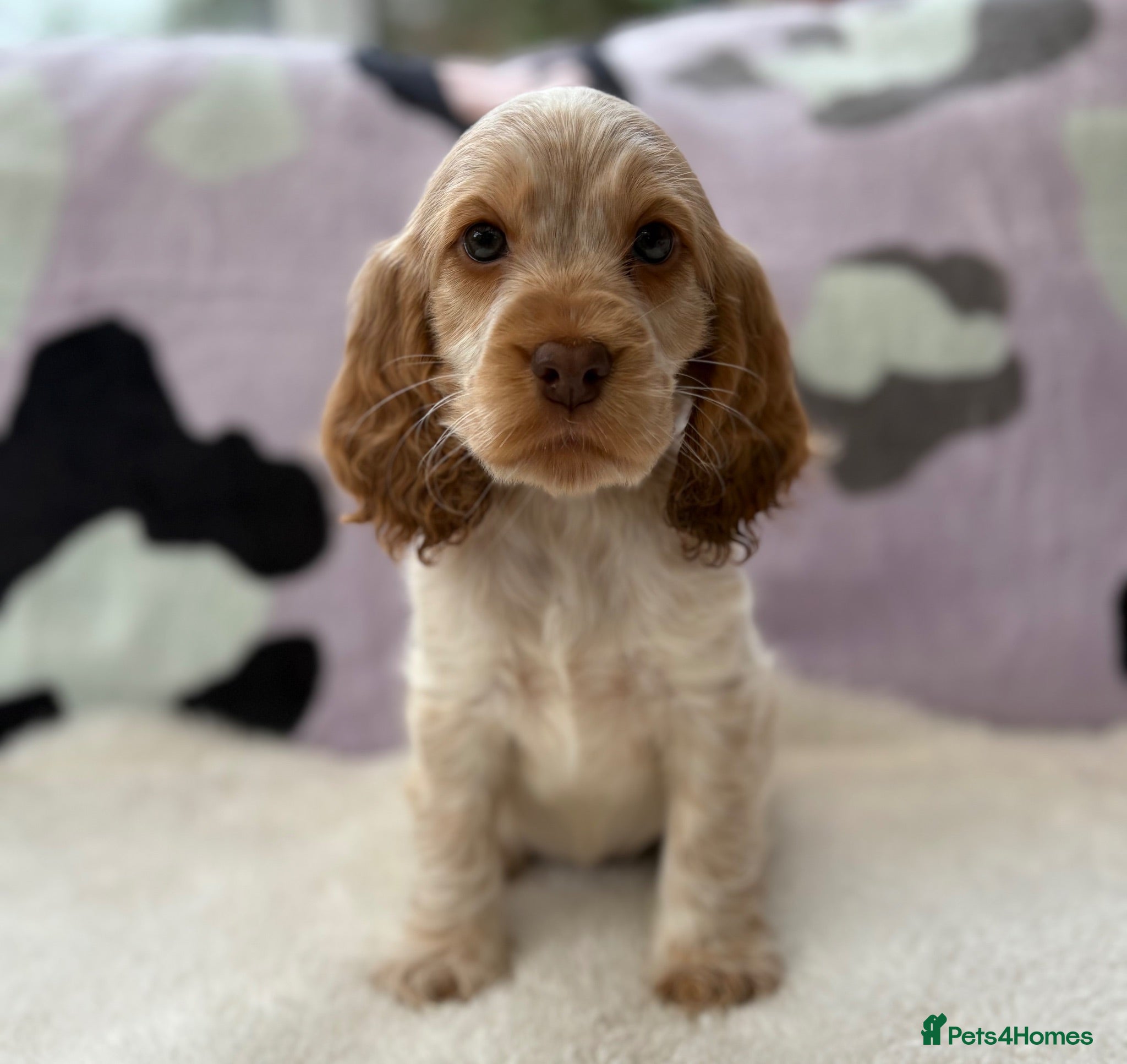 Cocker Spaniel dogs READY NOW KCReg Show Cocker Spaniel Girl READY NOW - Advert 1
