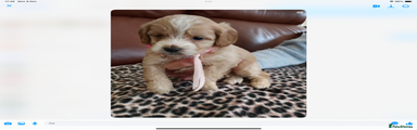 Mixed Breed Puppy 1