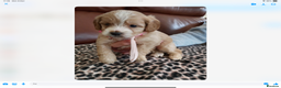 Mixed Breed dogs for sale: COCKALIERPOOS - Advert 3