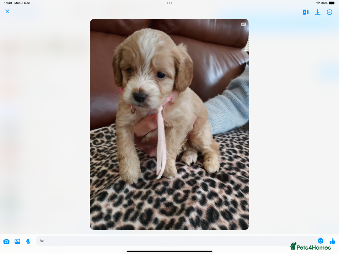 Mixed Breed dogs for sale: COCKALIERPOOS - Advert 3