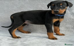 Dobermann dogs for sale: Kc Reg.European Blood lines Doberman Puppies - Image 25