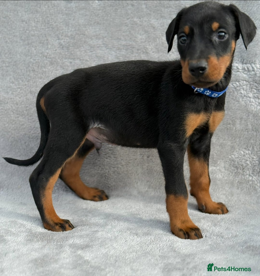 Dobermann dogs for sale: Kc Reg.European Blood lines Doberman Puppies - Image 25