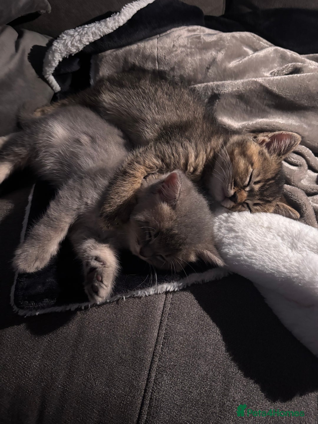 British Shorthair cats for sale: 4 adorable kittens looking for a new home  - Advert 20