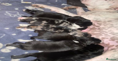 Mixed Breed dogs - Advert 4