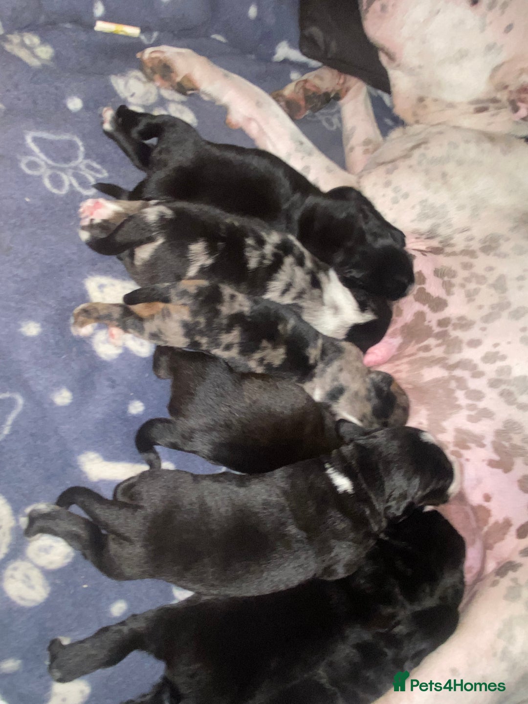 Mixed Breed dogs for sale: Staffypoos for sale - Image 15