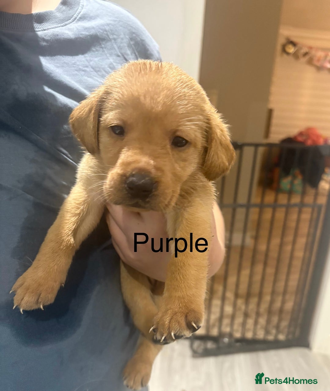 Labrador Retriever dogs for sale: Beautiful Labrador Puppies - Advert 5