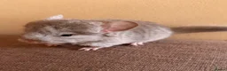 Chinchilla rodents for sale: Female beige baby chinchilla for sales in Potters Bar - Advert 2