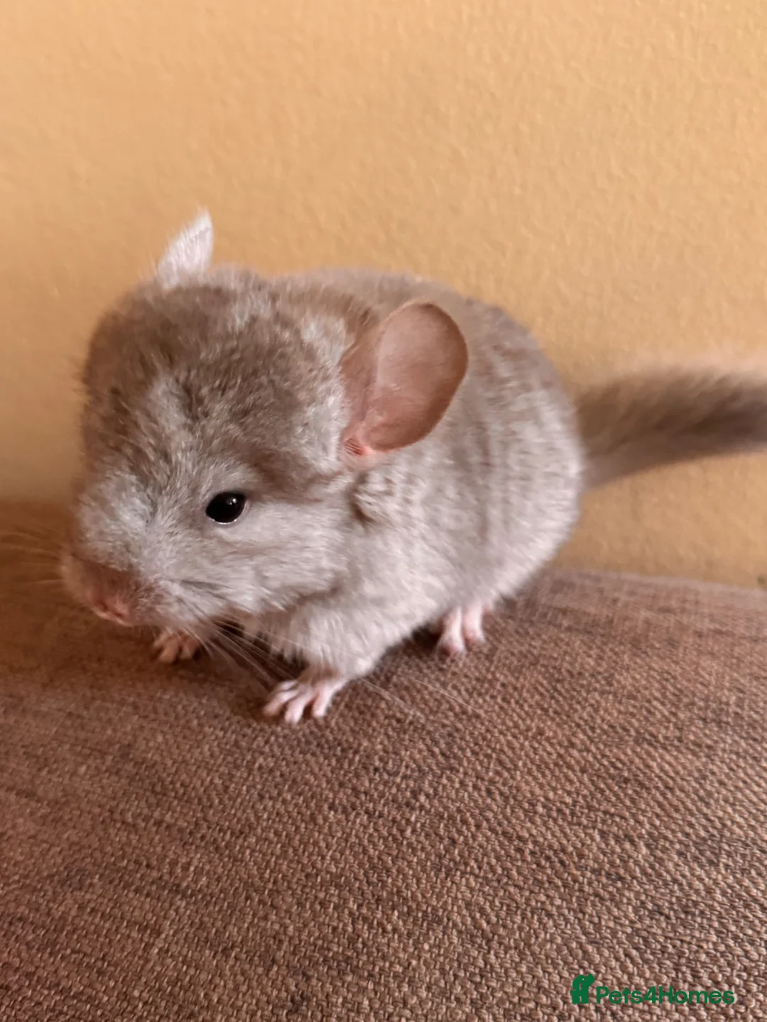 Chinchilla rodents for sale: Female beige baby chinchilla for sales in Potters Bar - Advert 2
