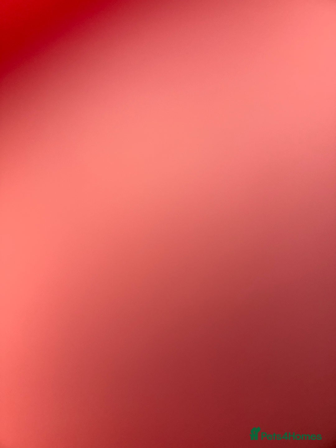 British Longhair cats for sale: Kitten for sale (Luna)  - Advert 5