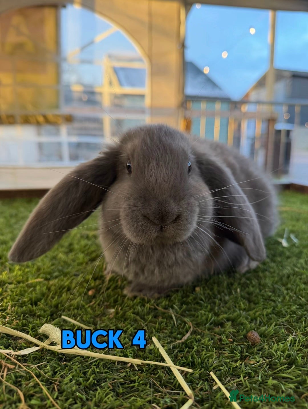French Lop rabbits for sale: Handsome French Lop Bucks🐰💙 - Advert 4