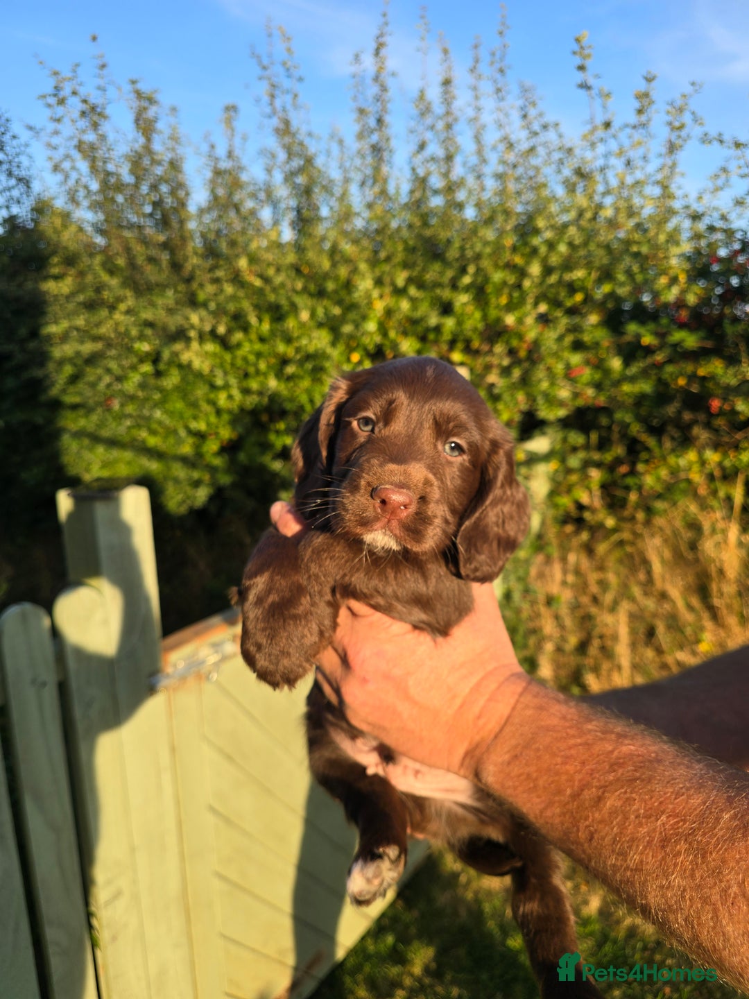 Sprocker dogs for sale: Working sprocker pups  - Image 7