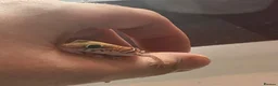 Gecko reptiles for sale: Madagascan Ground Gecko / Pictus Gecko - Advert 4