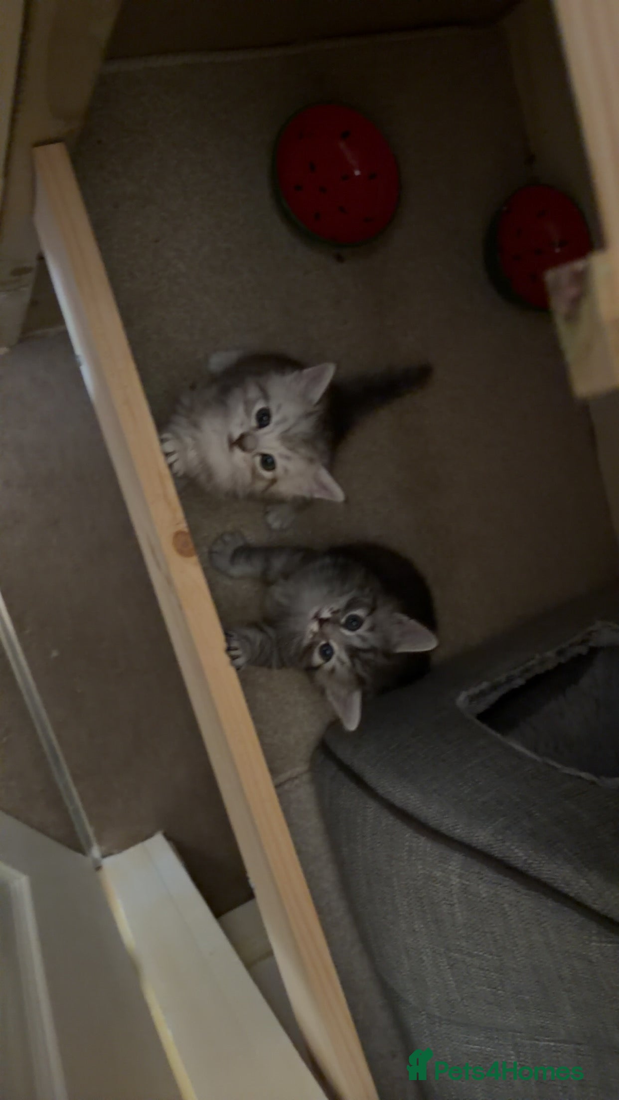 Mixed Breed cats Two beautiful British short hair mix boys  - Advert 1