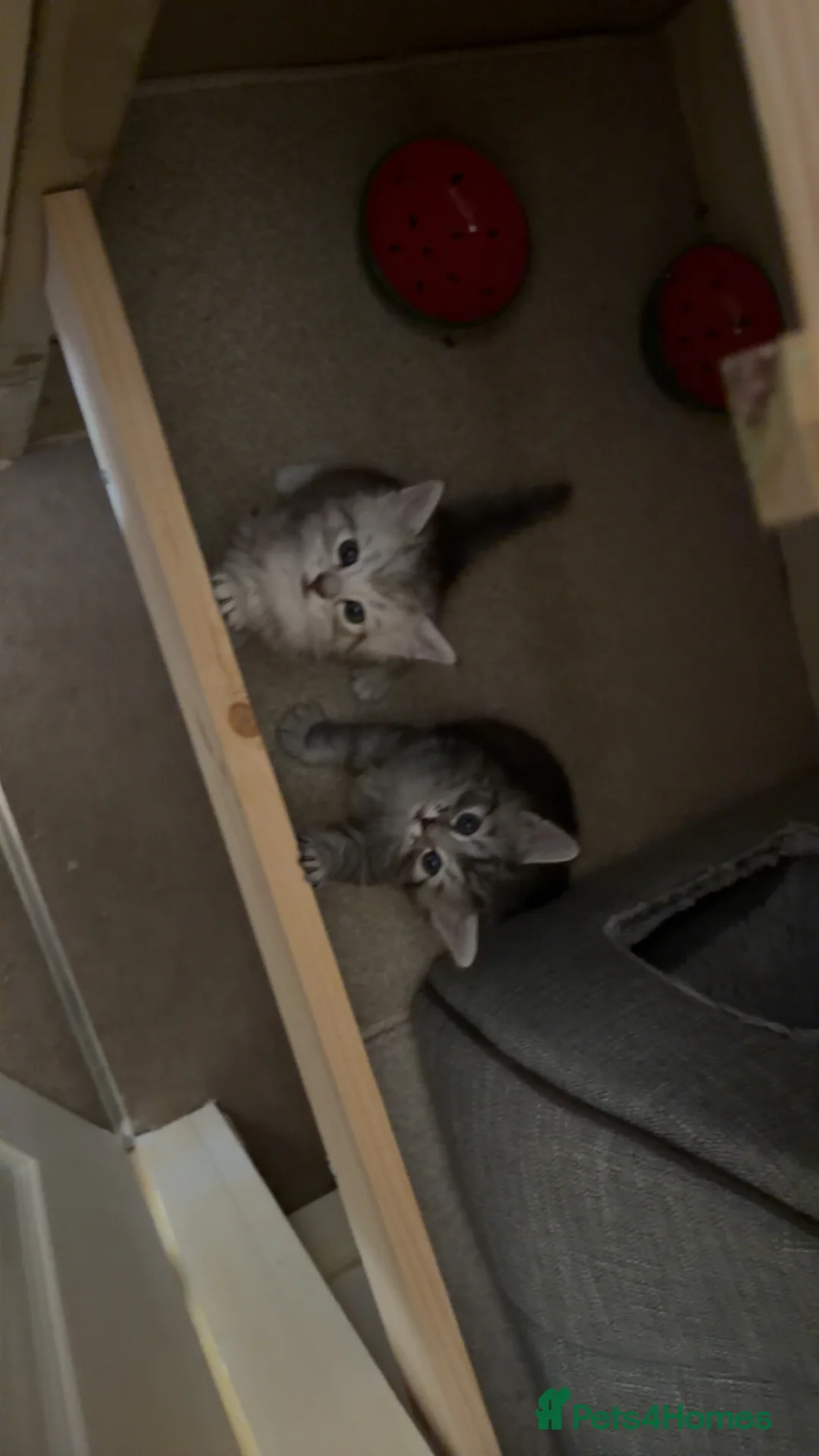 Mixed Breed cats for sale: Two beautiful British short hair mix boys  - Advert 1