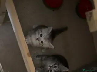 Mixed Breed cats Two beautiful British short hair mix boys - Advert 1