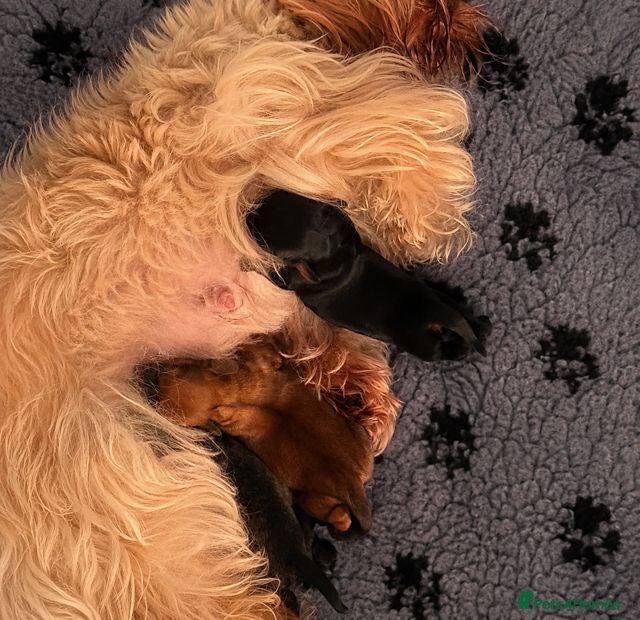 Mixed Breed dogs Shiweenie Girls - Advert 18