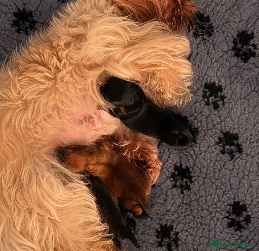 Mixed Breed dogs for sale: Shiweenie Girls - Advert 2