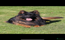 German Shepherd dogs for sale: Stunning German Shepherd Long hair puppies 🥰🔥 - Image 3