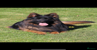 German Shepherd dogs - Advert 5