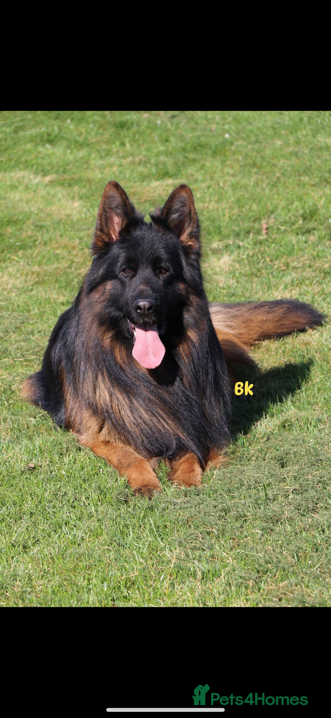 German Shepherd dogs for sale: Stunning German Shepherd Long hair puppies 🥰🔥 - Image 3