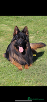 German Shepherd dogs - Advert 3