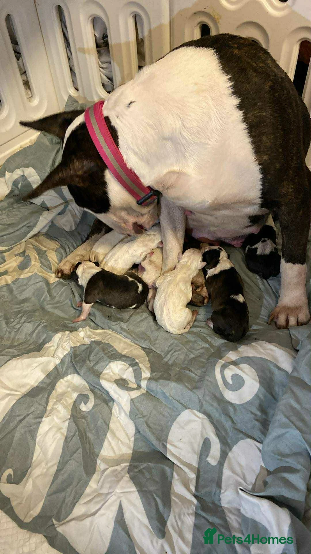 English Bull Terrier dogs for sale: English bull terrier puppies  - Advert 1