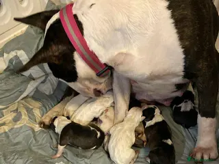 English Bull Terrier dogs English bull terrier puppies - Advert 3