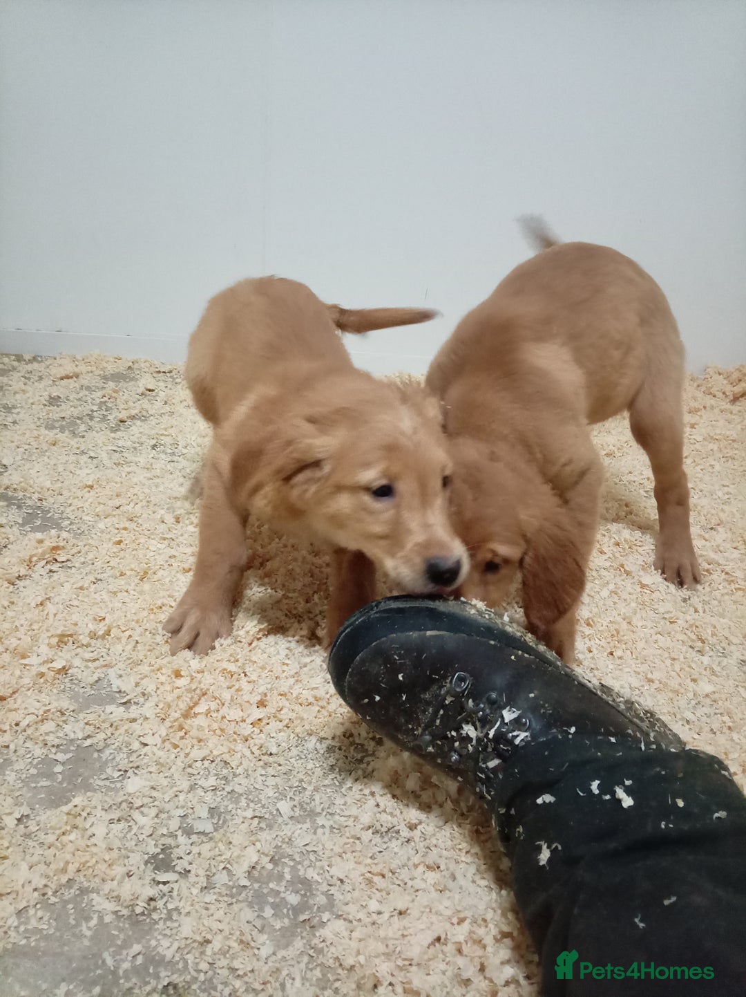Golden Retriever dogs for sale: Kc registered golden retrievers from working lines - Advert 8