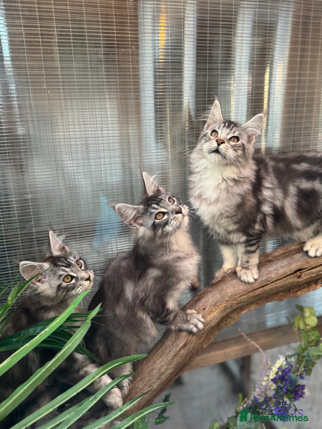 Maine Coon cats for sale: Stunning silver/black tabby MC boys available  - Advert 6