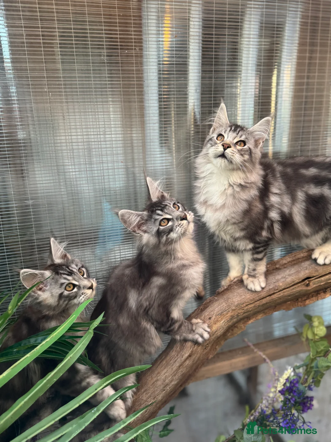 Maine Coon cats for sale: Stunning silver/black tabby MC boys available  - Advert 6