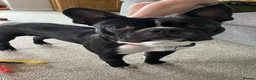 Boston Terrier dogs for sale: Muffin a 4 year old Boston terrier  - Advert 10