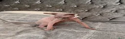 Sphynx cats for sale: Special Reduced Price Blue-Eyed Sphynx / TICA Reg - Advert 23