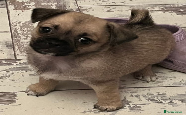 Mixed Breed dogs - Advert 1