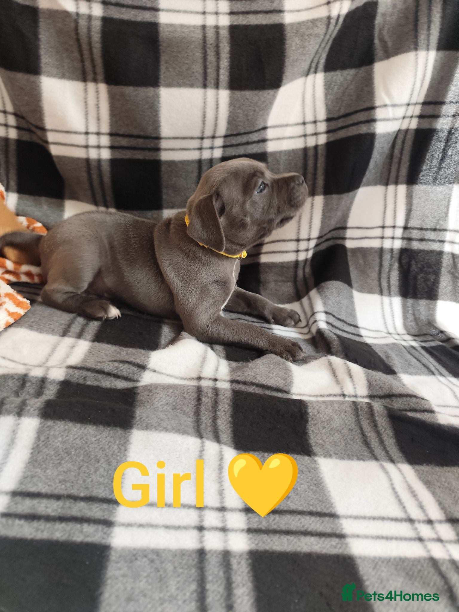 Staffordshire Bull Terrier dogs Staffordshire bull terrier  - Advert 6