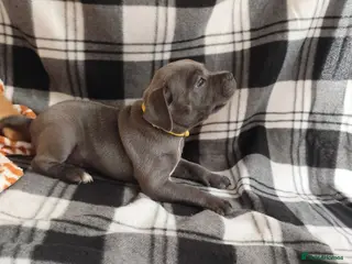 Staffordshire Bull Terrier dogs Staffordshire bull terrier - Advert 6