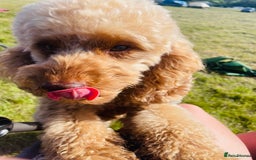 Miniature Poodle dogs for stud: Stud miniature poodle  - Image 5