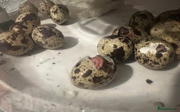 Quail poultry for sale: Pack of 12 coturnix quails eggs for sale (fertile) - Image 3